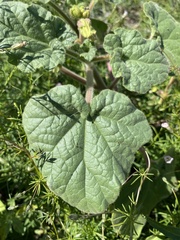 Proboscidea parviflora