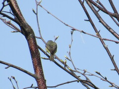 Vireo philadelphicus