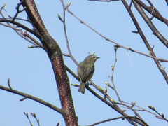 Vireo philadelphicus