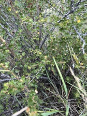 Ribes leptanthum
