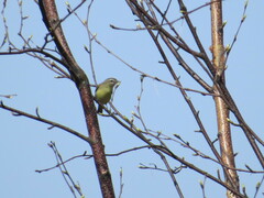 Vireo philadelphicus
