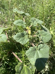 Proboscidea parviflora