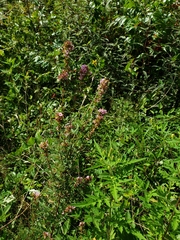 Lespedeza virginica