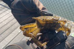 Telmessus cheiragonus