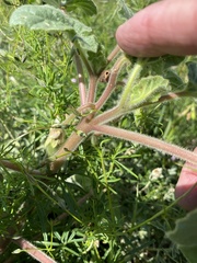 Proboscidea parviflora