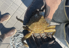 Telmessus cheiragonus