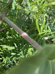 Proboscidea parviflora