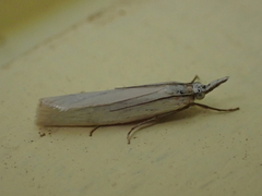 Crambus perlella
