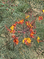 Caesalpinia pulcherrima