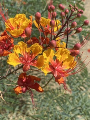 Caesalpinia pulcherrima