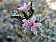 Frankenia salina