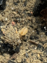 Ostracoda