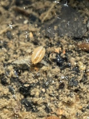 Ostracoda