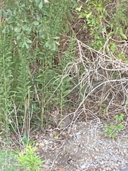 Sylvilagus floridanus