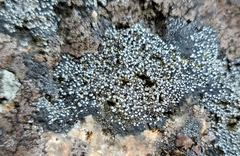 Rhizocarpon
