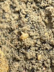 Ostracoda