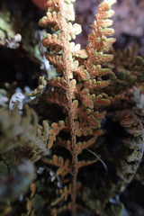 Myriopteris gracillima