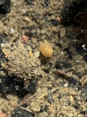 Ostracoda