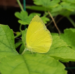 Eurema mandarina