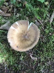 Amanita fulva