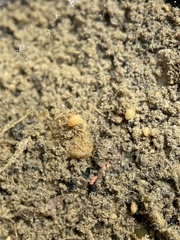 Ostracoda