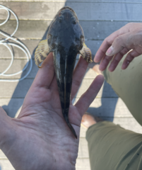 Leptocottus armatus