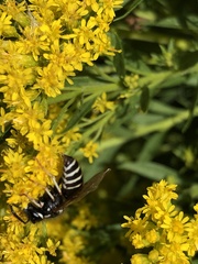 Vespula consobrina