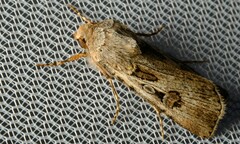 Agrotis munda