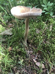 Amanita fulva