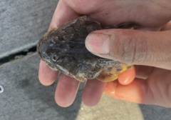 Leptocottus armatus