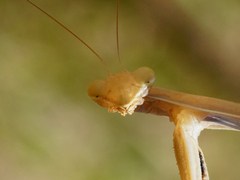 Mantis religiosa
