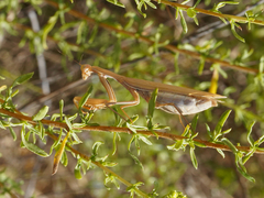 Mantis religiosa