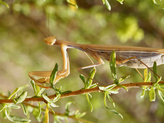Mantis religiosa