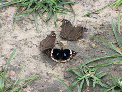 Junonia natalica