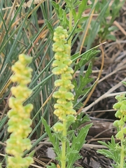 Ambrosia psilostachya