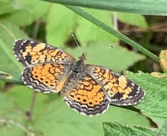 Phyciodes