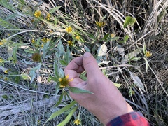 Bidens amplissima