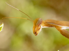Mantis religiosa