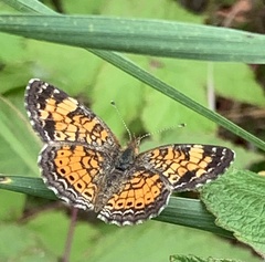 Phyciodes