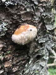 Fomitopsis mounceae
