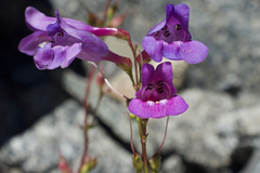 Penstemon azureus azureus