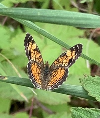 Phyciodes