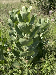 Asclepias latifolia