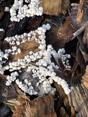 Myxomycetes
