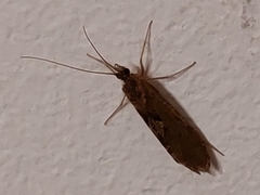 Trichoptera