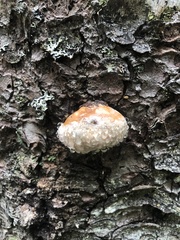 Fomitopsis mounceae