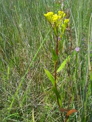 Solidago ohioensis