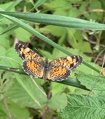 Phyciodes