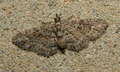 Pasiphilodes testulata