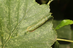 Phyllonorycter